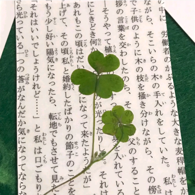 四叶草背景图 ins背景图