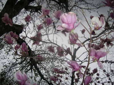 ʅǝqɹonᴉʅʅɐɹp