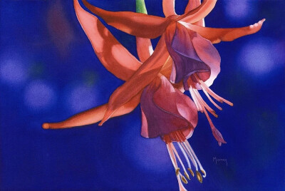 艺术家Marney Ward笔下的水彩花卉散发着洁净的光，花瓣是那么轻柔娇嫩，如沐浴在和煦的风中，连阴影都透着温柔。