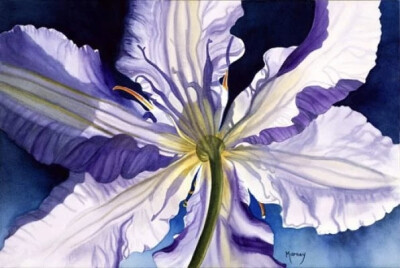 艺术家Marney Ward笔下的水彩花卉散发着洁净的光，花瓣是那么轻柔娇嫩，如沐浴在和煦的风中，连阴影都透着温柔。