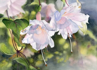 艺术家Marney Ward笔下的水彩花卉散发着洁净的光，花瓣是那么轻柔娇嫩，如沐浴在和煦的风中，连阴影都透着温柔。