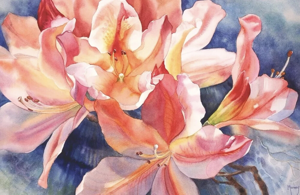 艺术家Marney Ward笔下的水彩花卉散发着洁净的光，花瓣是那么轻柔娇嫩，如沐浴在和煦的风中，连阴影都透着温柔。