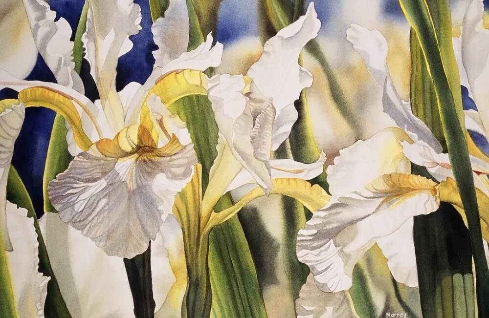 艺术家Marney Ward笔下的水彩花卉散发着洁净的光，花瓣是那么轻柔娇嫩，如沐浴在和煦的风中，连阴影都透着温柔。