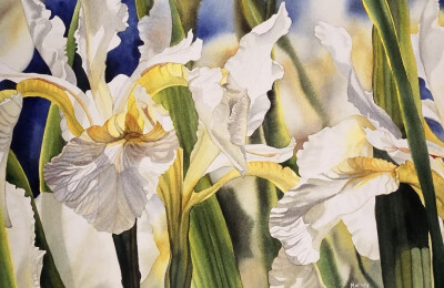 艺术家Marney Ward笔下的水彩花卉散发着洁净的光，花瓣是那么轻柔娇嫩，如沐浴在和煦的风中，连阴影都透着温柔。