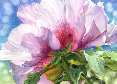 艺术家Marney Ward笔下的水彩花卉散发着洁净的光，花瓣是那么轻柔娇嫩，如沐浴在和煦的风中，连阴影都透着温柔。