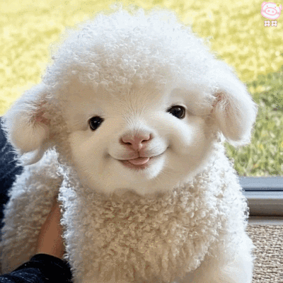 可爱小羊表情包动图