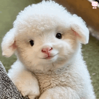 可爱小羊表情包动图