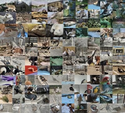 荟蔚林峦栖灵儁融和风日养奇毛