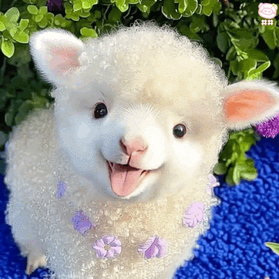 可爱小羊表情包动图