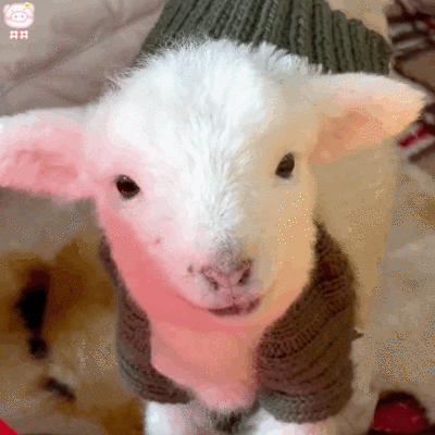 可爱小羊表情包动图