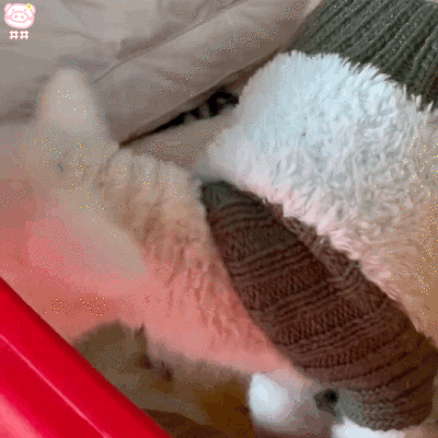 可爱小羊表情包动图