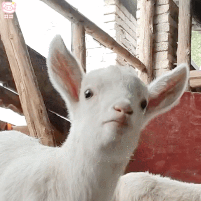 可爱小羊表情包动图