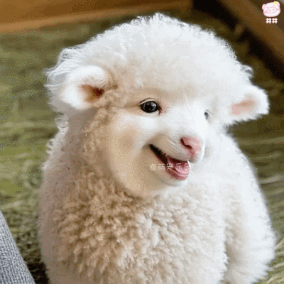 可爱小羊表情包动图