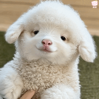 可爱小羊表情包动图