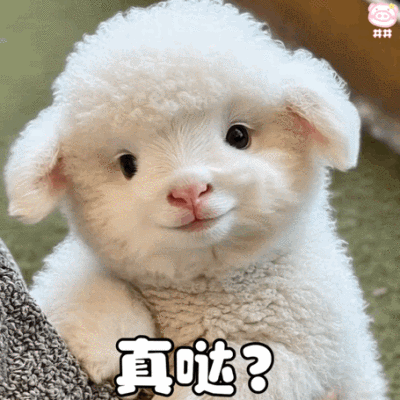 可爱小羊表情包动图