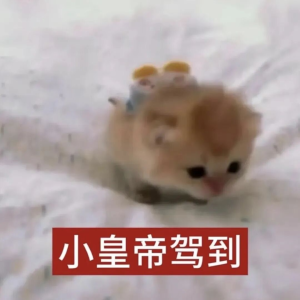 猫猫表情包