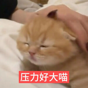 猫猫表情包