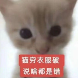 猫猫表情包