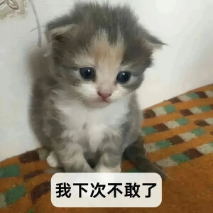 猫猫表情包