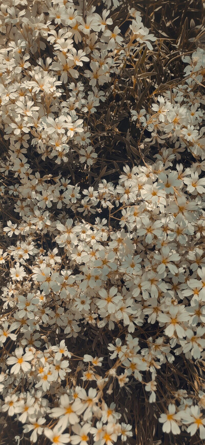 手机壁纸 平铺壁纸