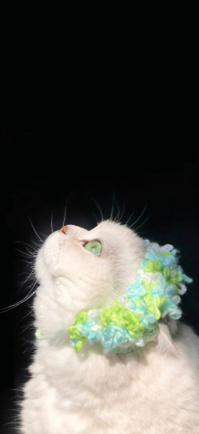 手机壁纸 平铺壁纸