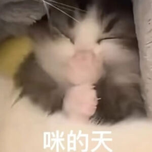 猫猫表情包