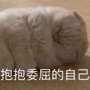 猫猫表情包