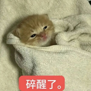 猫猫表情包