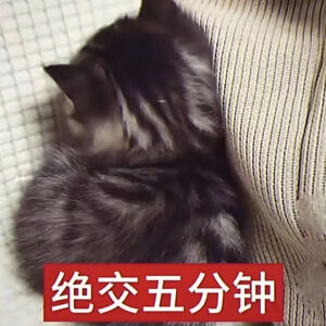 猫猫表情包