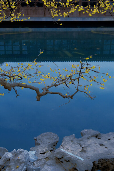 “天下三春无正色，人间一味有真香。”
老祖宗爱腊梅，
爱的是它敢在百花凋零时独自开，
爱的是它不必争春，自有暗香来。 ​​​
by.@温叁叁-