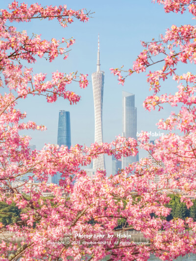 广州冬天有粉粉的异木棉
花瓣飘落，整座城都下起了粉色的雪
by.@HobinMK813