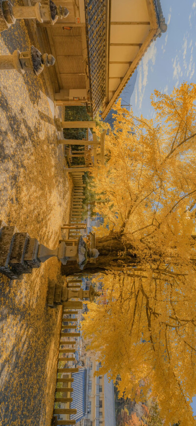 秋天 被金色包裹的平静
by.@kelvin李