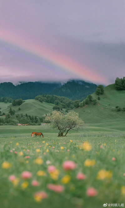 以梦为马，邂逅新一年自由的风2026马年新春，以我镜头下拍过的马儿作贺图，致每一个自由的灵魂～照片或许会褪色，但那一刻风掠过鬃毛的自由，永远定格。
愿我们像旷野的马，
无畏前路，恣意奔腾，
去追山，去赶海，…