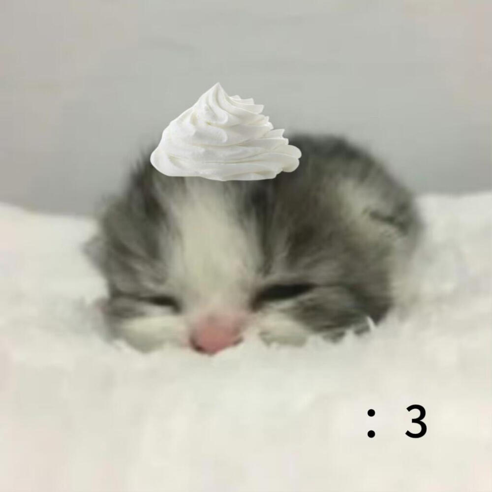 奶油小猫萌物头像