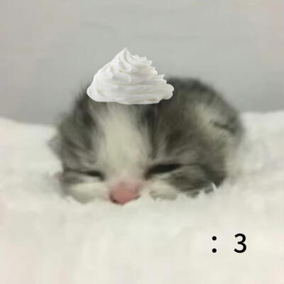 奶油小猫萌物头像