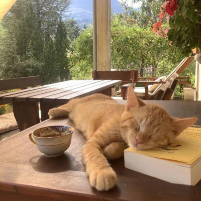 小猫背景
图源网络侵删