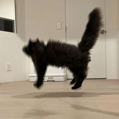 小猫背景
图源网络侵删