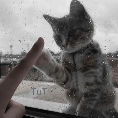 小猫背景
图源网络侵删