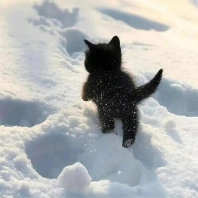 小猫背景
图源网络侵删