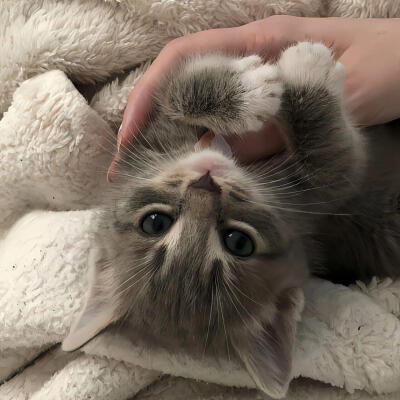 小猫背景
图源网络侵删