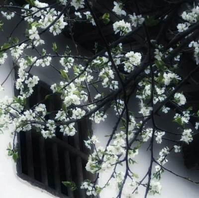 落花有意流水无情