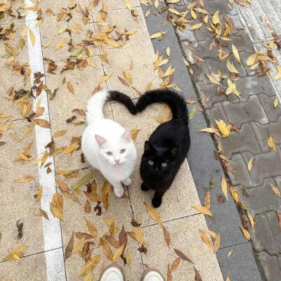 小猫背景
图源网络侵删