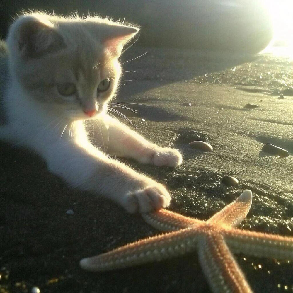 小猫背景
图源网络侵删