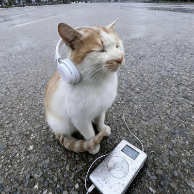 小猫背景
图源网络侵删