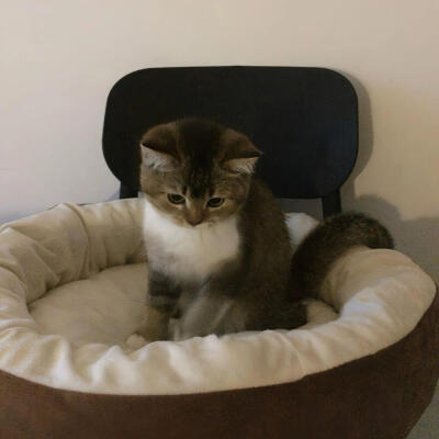 小猫背景
图源网络侵删