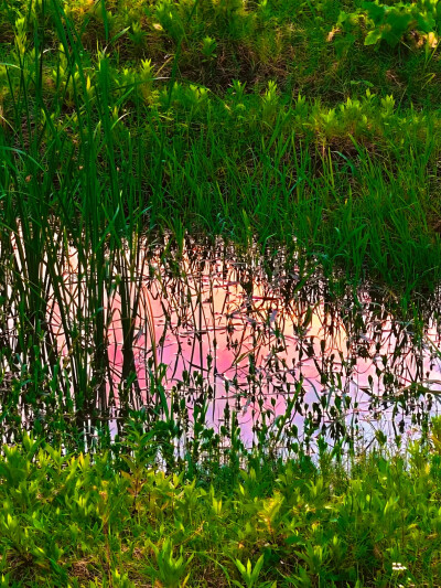 日常
匀红樱花绽