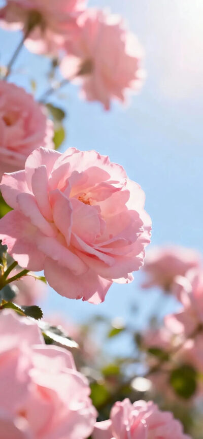 壁纸 手机壁纸 花 春天 粉色 少女心 高级 