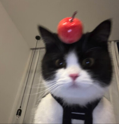 英短奶牛也太阔耐了吧!!!