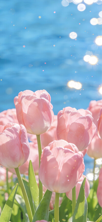 壁纸 手机壁纸 郁金香 花 lomo 春天 少女心 粉色