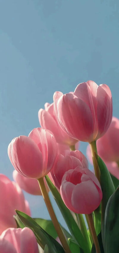 壁纸 手机壁纸 郁金香 花 lomo 春天 少女心 粉色